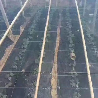 High Quality Light Conversion Film